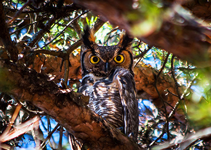 I See You Great Horned Owl by Terry Aldhizer